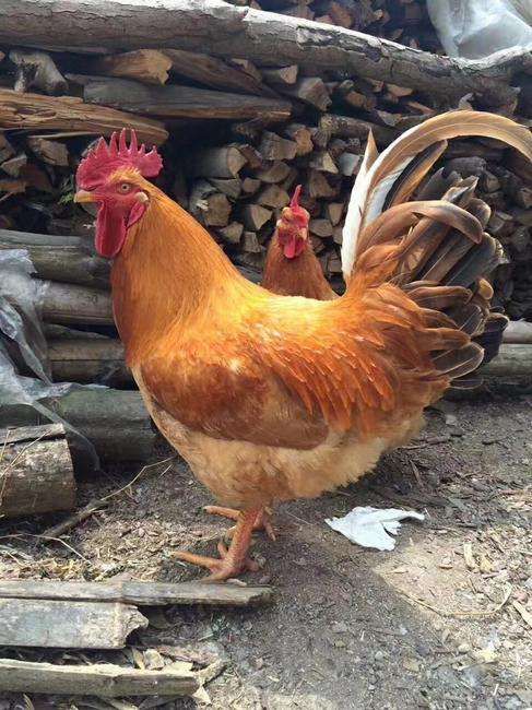 鸡苗，快大黄鸡苗，品种良好，90天能喂养到八斤，包邮欢迎致电