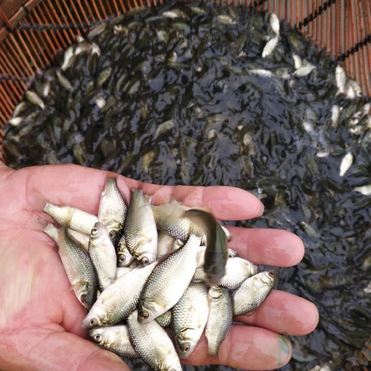 邻水县鲫鱼苗 优质中科五号鲫鱼苗 提供养殖技术包运输下塘货到付款