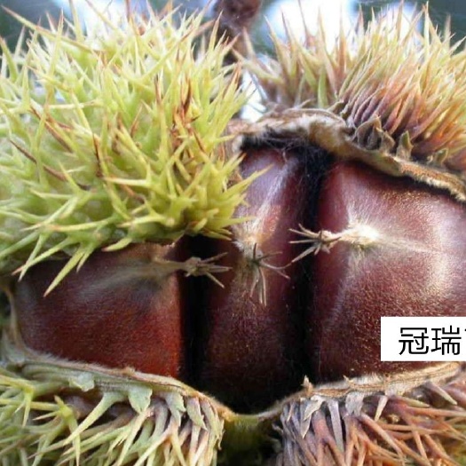 平邑县 大红袍板栗苗正宗嫁接板栗苗，耐寒高产易成活。