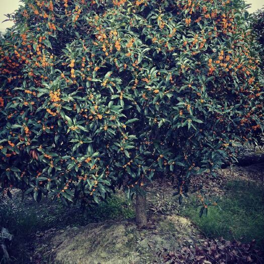 杭州黄金桂花树 金挂