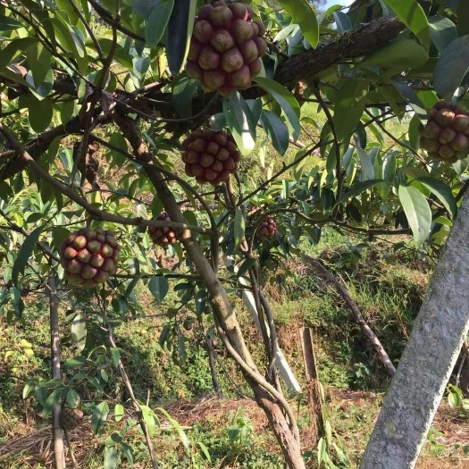 通道县黑老虎果 好苗结好果