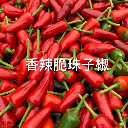 哈密新一代辣椒 新一代改良朝天椒，朝地椒，野山椒