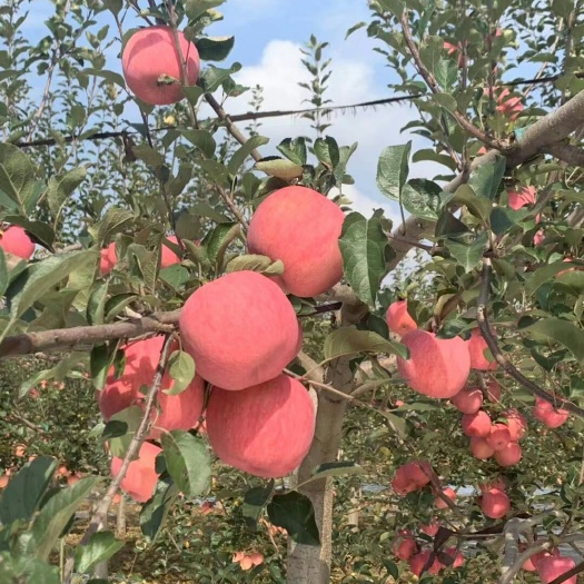 庆阳红富士苹果 源产地，量大从优