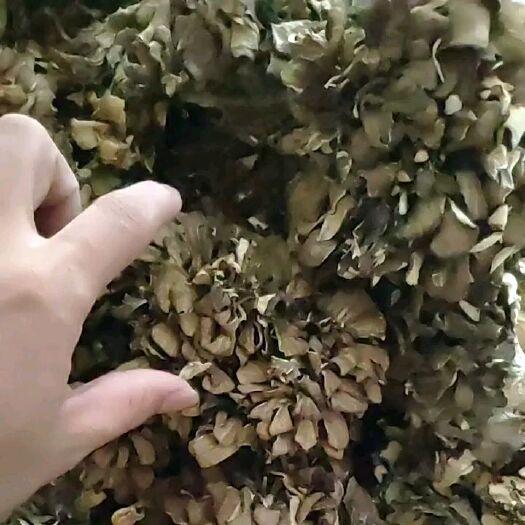 庆元县栗蘑 新货庆元灰树花干货产地直供量大优惠大小都有