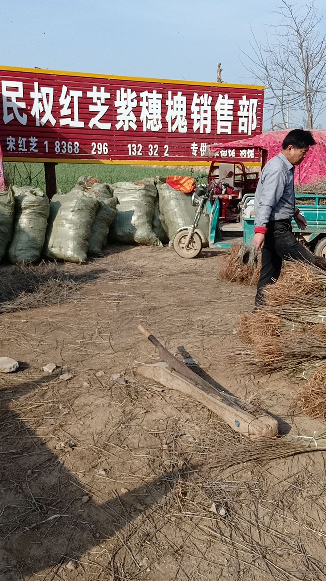  要刺槐找宋红芝规格齐全发货全国各地绿化工程用苗