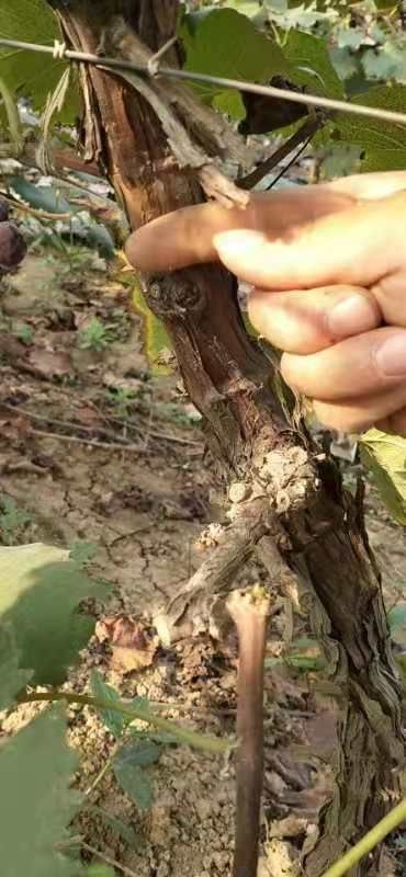 洛阳 占地葡萄苗