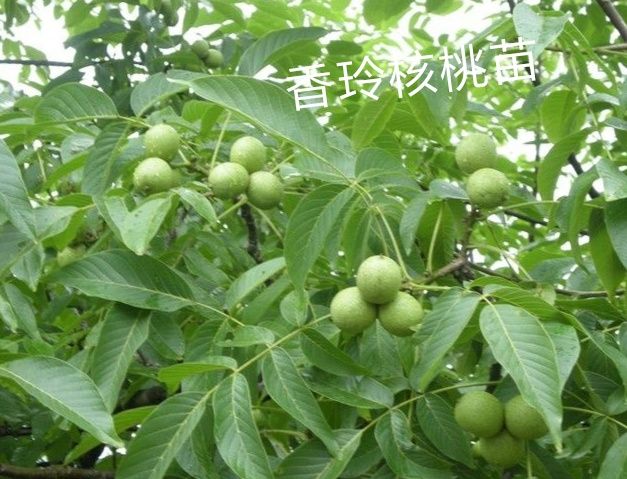  核桃苗，香玲核桃皮薄個(gè)頭大產(chǎn)量高適應(yīng)性強(qiáng)基地直銷(xiāo)?；?。