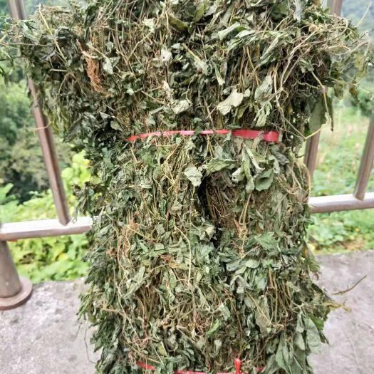 绞股蓝茶  大瑶山天然生长绞股蓝