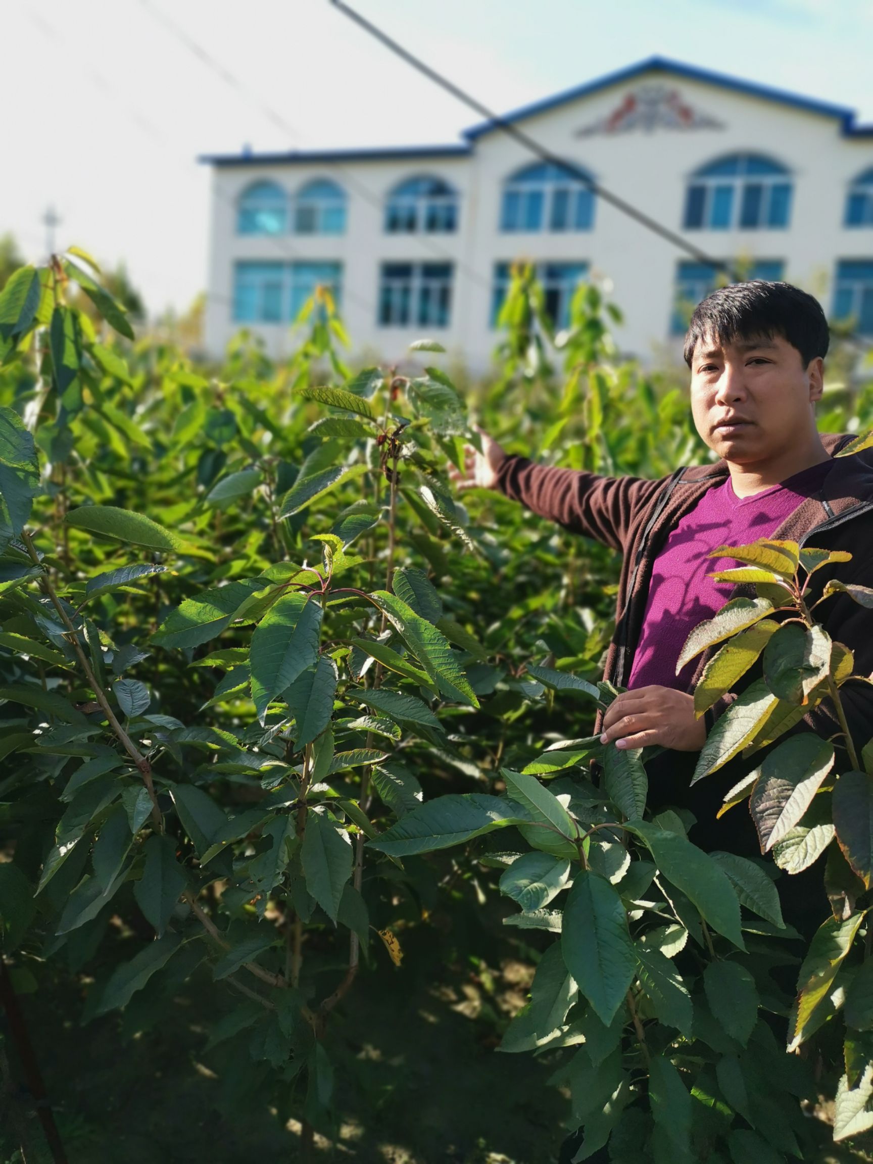 俄罗斯8号樱桃苗  俄罗斯八号大樱桃苗，俄罗斯八号樱桃苗，辽宁俄罗斯八号樱桃苗