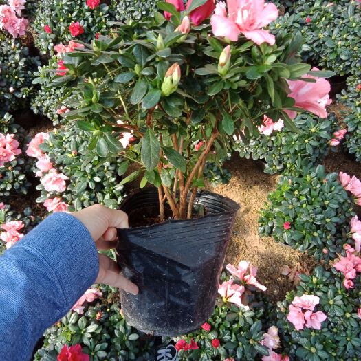 漳平市 双色杜鹃花带花苞 产地批发直销 一件72棵欢迎咨询