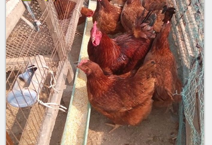 南宁 九斤黄母鸡苗