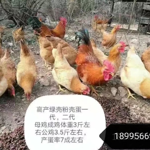 枣阳市土鸡苗 一代高产黄粉青粉黄绿混苗，火热预定中