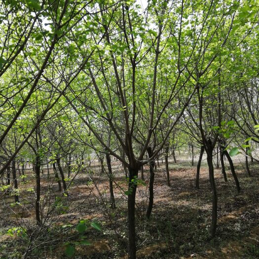南召县 黄栌8-25公分