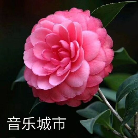 漳平市 名贵品种茶花：音乐城市 带花苞原盆原土产地发货快递包邮