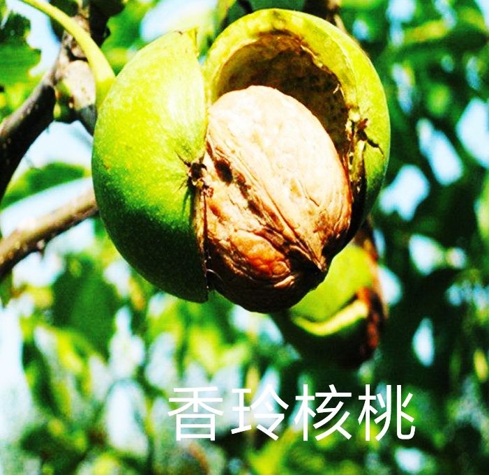 平邑县 核桃苗，香玲核桃皮薄个头大产量高适应性强基地直销保活。