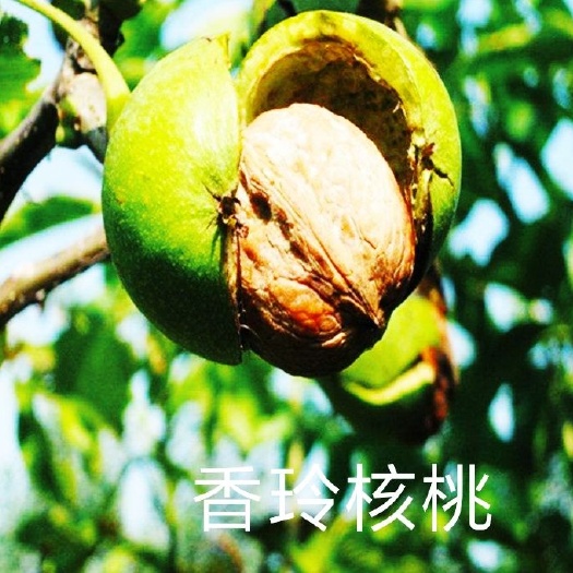 平邑县 核桃苗，香玲核桃皮薄个头大产量高适应性强基地直销保活。