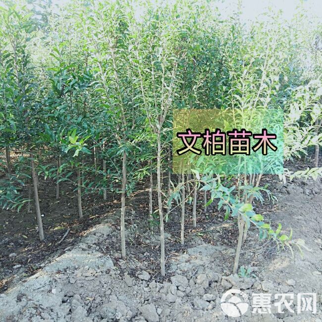  蒙阳红石榴树苗 现挖现卖