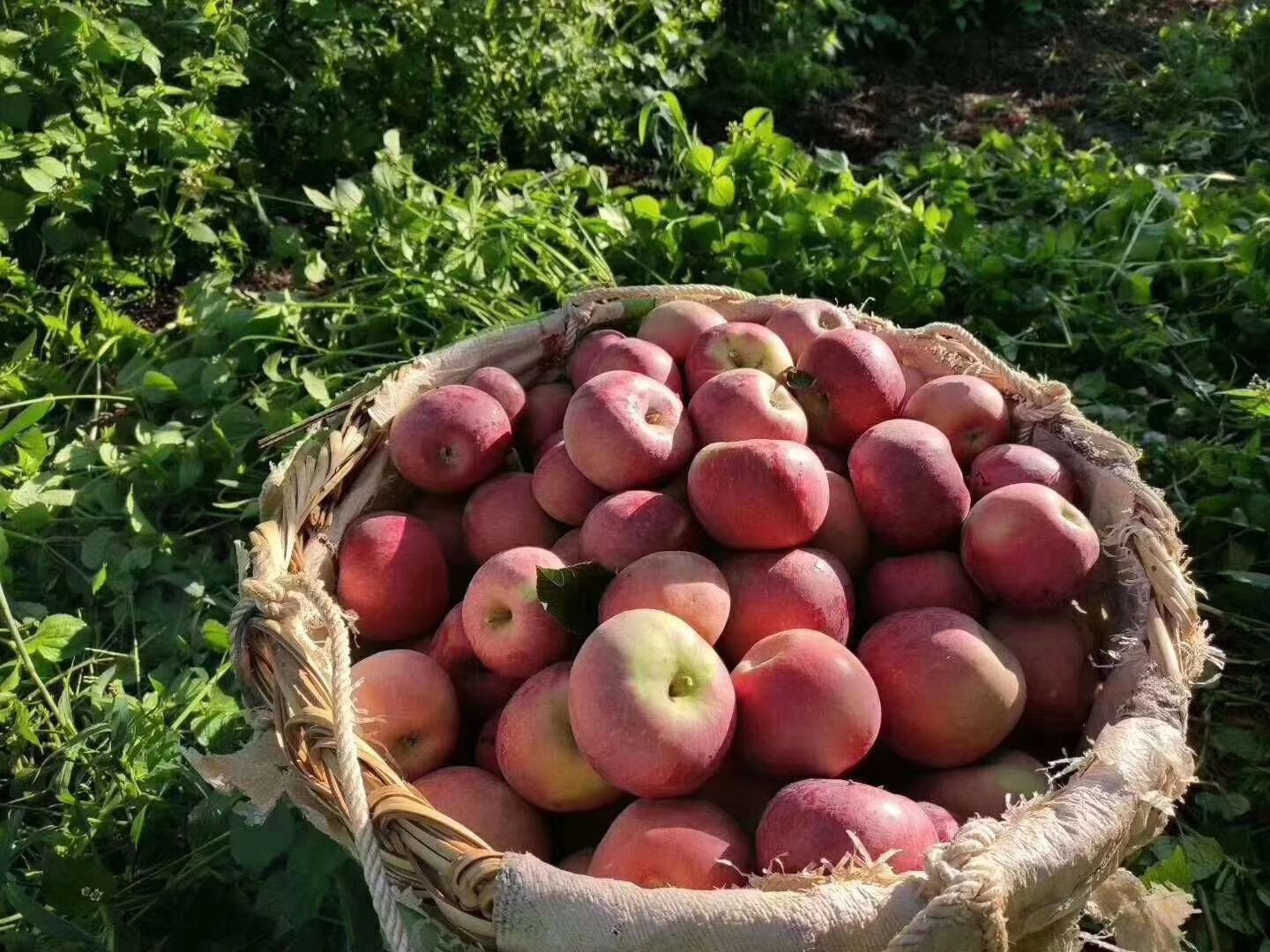  云南昭通丑苹果