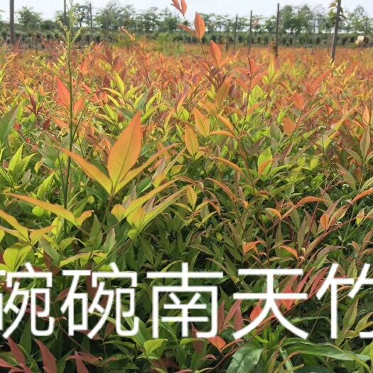 周至县南天竹