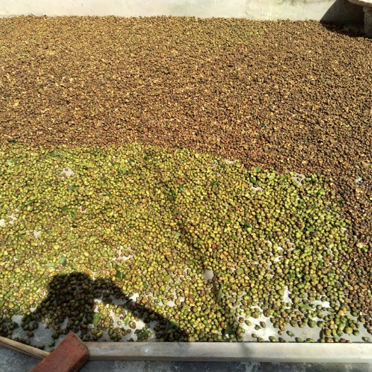 婺源县茶叶籽油 纯野生山茶籽油，马上捡茶子了，要油提前联系。