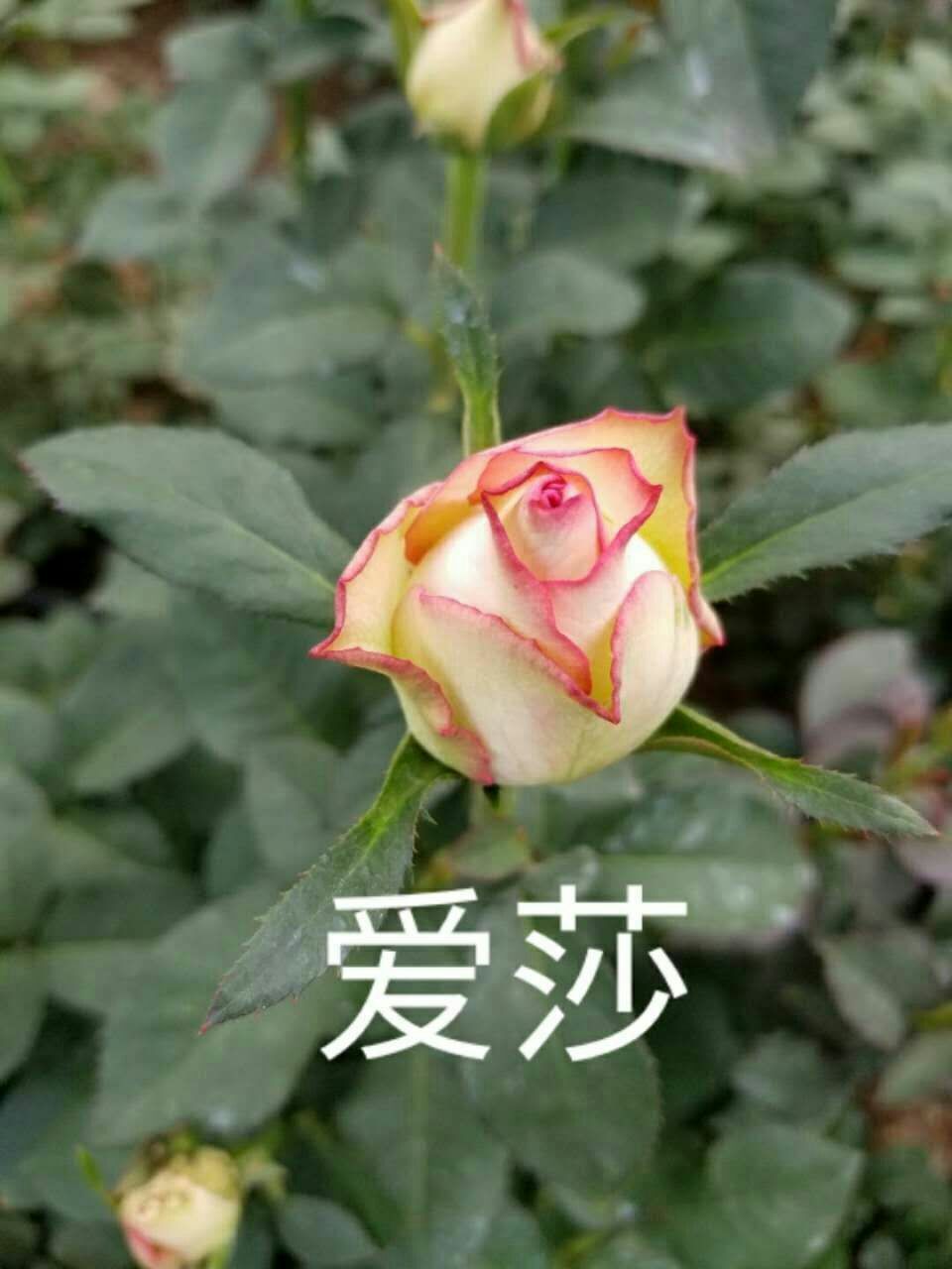 玫瑰苗 玫瑰種苗玫瑰花苗大花月季豐花月季四季開(kāi)花