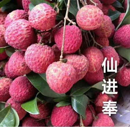 灵山县新品种仙进奉荔枝苗 优良品种保证正品苗带土带叶发货认准叶子