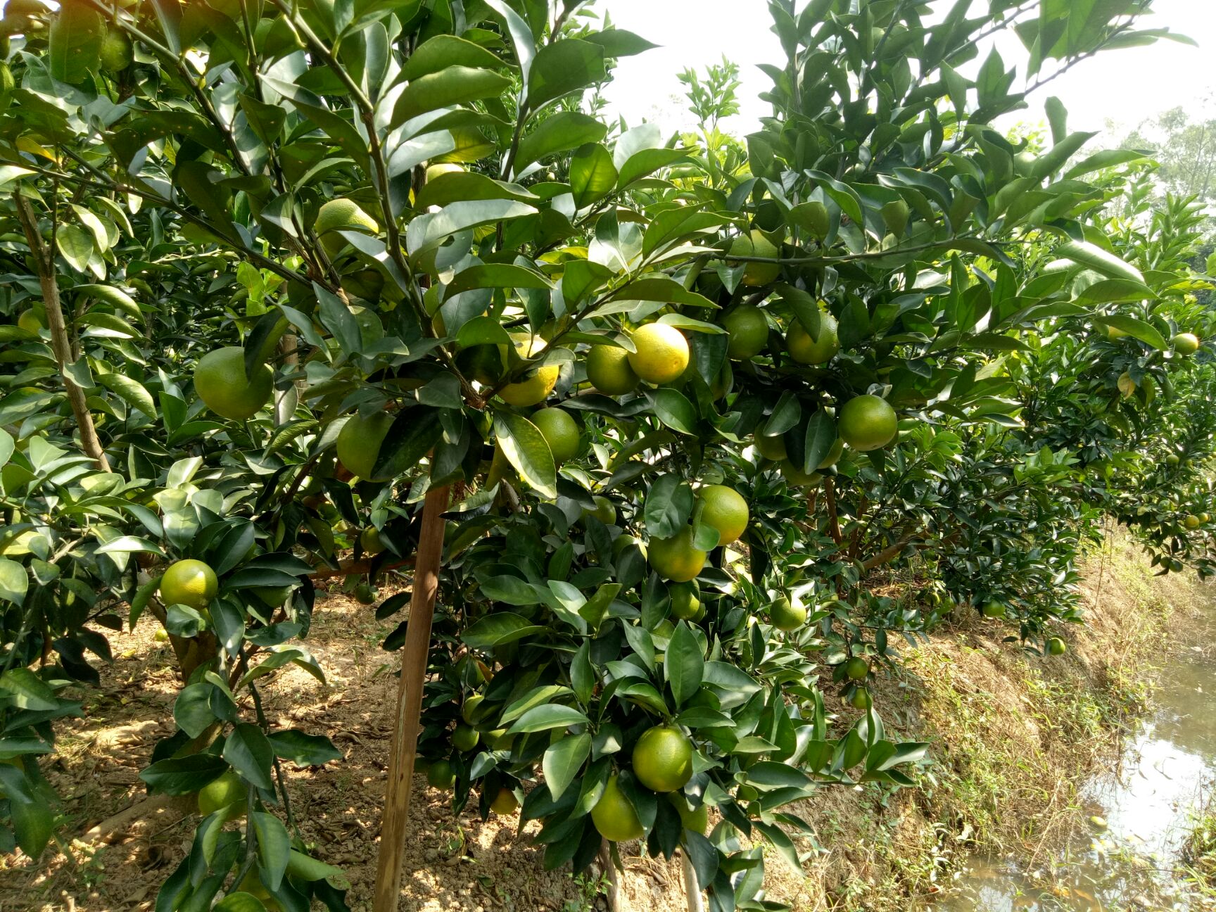 红江橙 热带红橙，皮薄汁多，入口即化，送礼佳品，