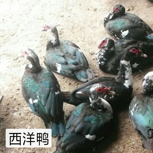 南宁黑番鸭苗