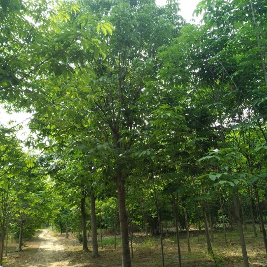 南召县 七叶树1-25公分大量供应