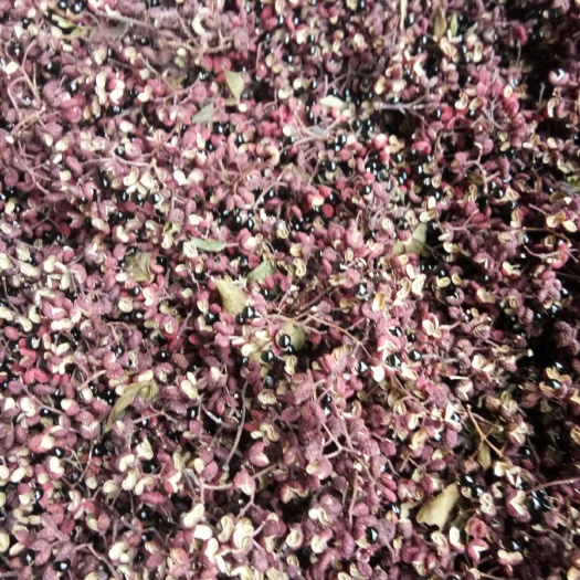 平遥县 黄土高坡大红袍花椒，味纯品正，百姓自己家采摘，放心食用之