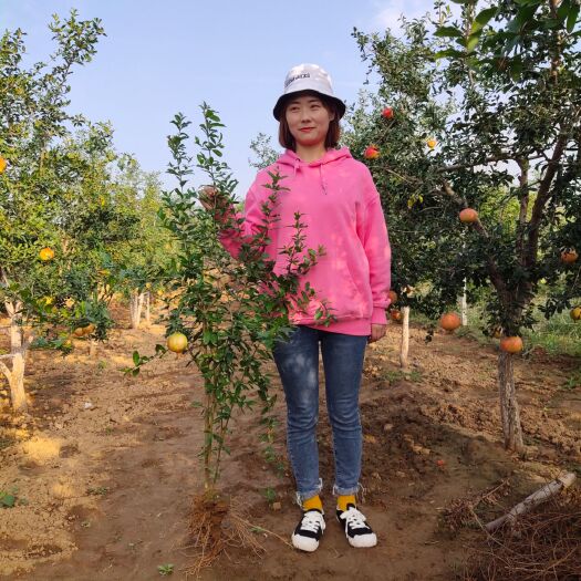 荥阳市 河阴突尼斯软籽石榴树树苗 石榴树苗