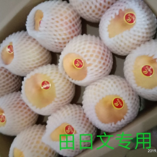 油桃苗  桃树苗，新品种钱树九，高糖度离核黄肉大油桃