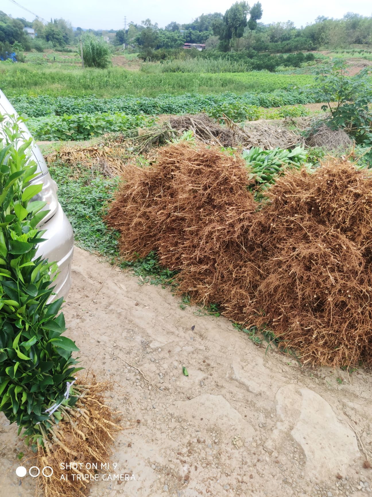  优质香橙头沃柑苗