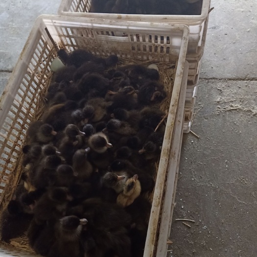 沭阳县半番鸭苗 自家孵化𠂆，经筛选消毒优质鸭蛋种蛋上炕