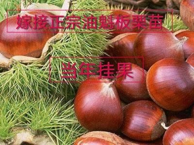 平邑县魁栗板栗苗 油魁板栗苗，当年挂果，自动脱壳，供应1到3年苗