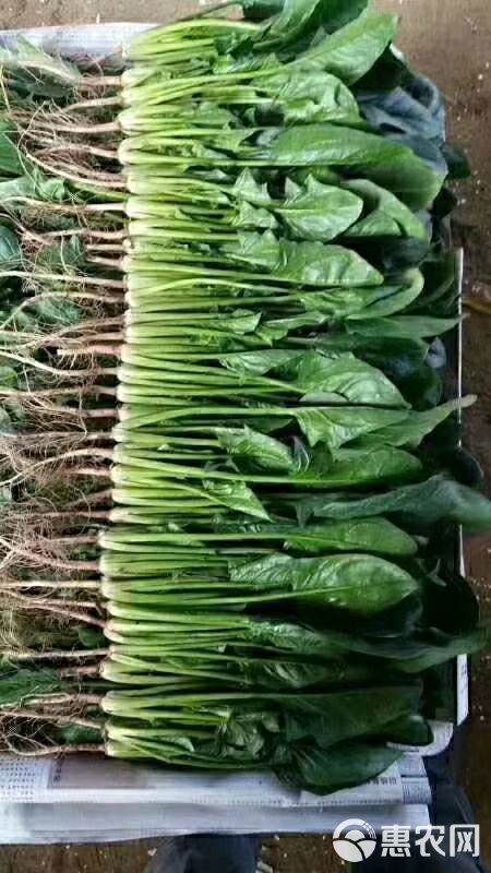 大叶菠菜  菠菜，优质小菠菜，产地直发，量大从优！