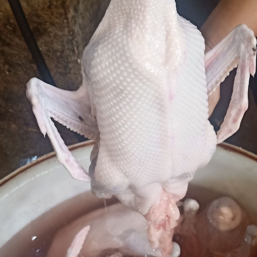 佛山黑棕鹅 质量保证质量保证