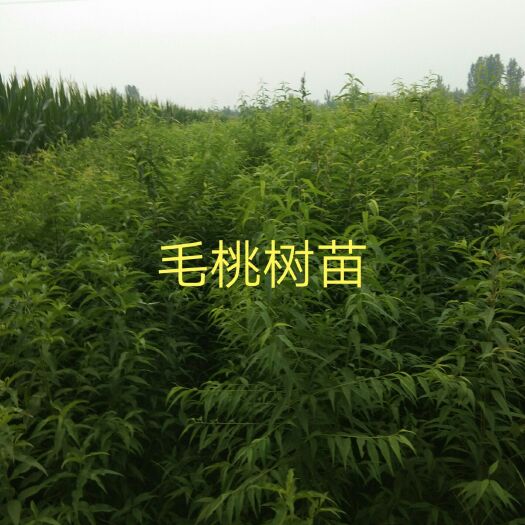 广宗县毛桃苗 优质毛桃芽，欢迎选购。