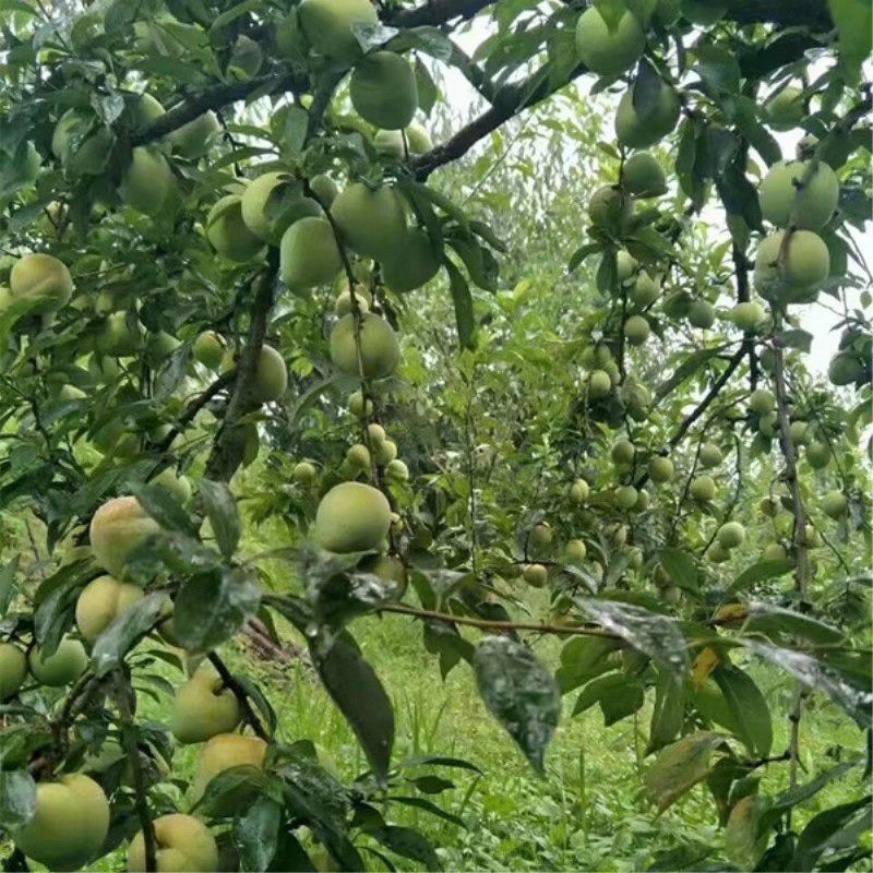 黄金柰李子树嫁接苗脆甜多汁离核果大适宜南北方种植当年开花挂果