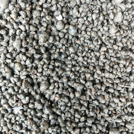 汝南县 大量供货淡水螺