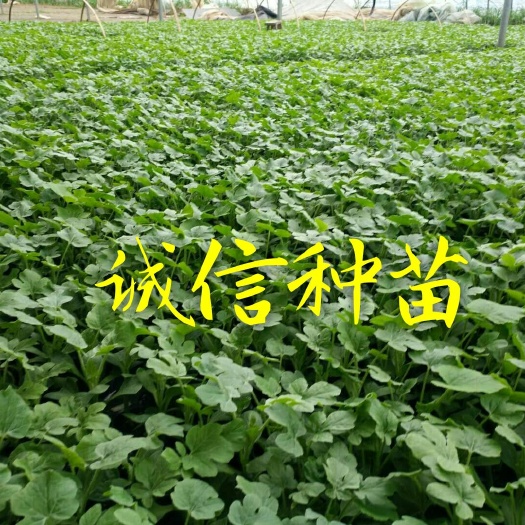 徐州 西瓜苗