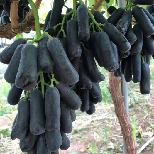南昌县蓝宝石葡萄苗 甜蜜蓝宝石当年结果苗巜保证质量》保成活！死亡补