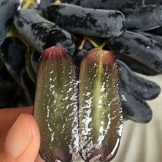 平邑县 甜蜜蓝宝石葡萄苗（保真可签订合同）基地直销