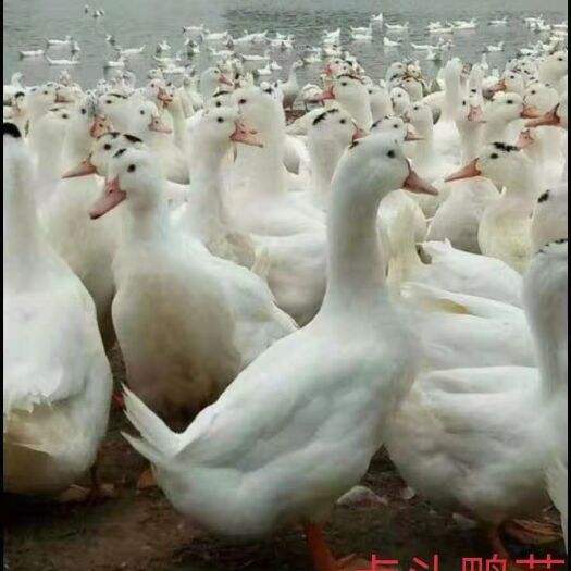 南宁 m18一点头鸭苗，常年大量现货