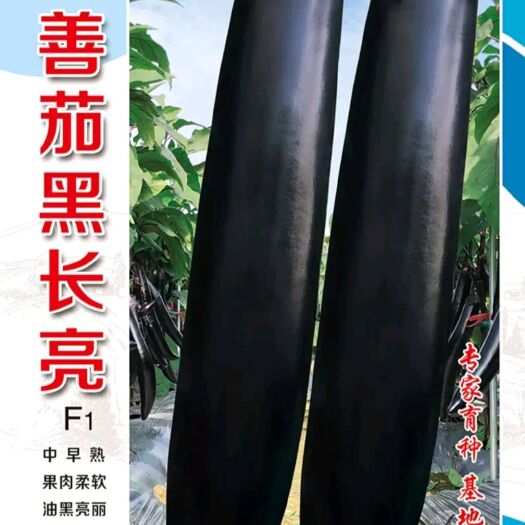 樟树市 善茄黑长亮杂交一代茄子种子紫黑茄黑长茄果肉柔软油黑亮大田基地