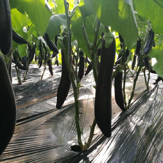 诸城市 大量批发出售茄子