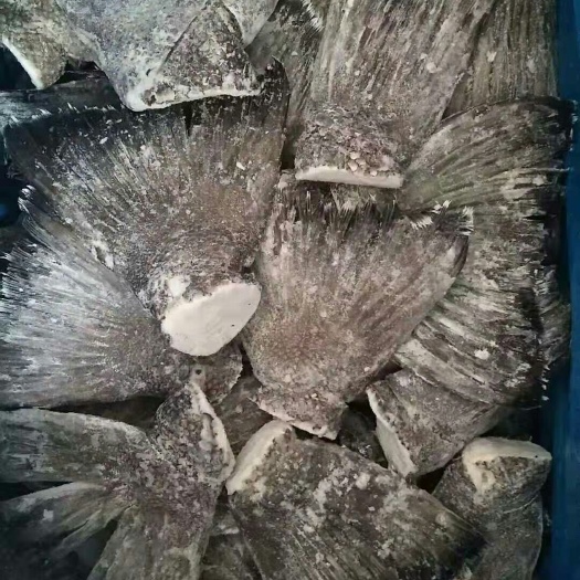 济南淡水银鳕鱼 深海鱼尾