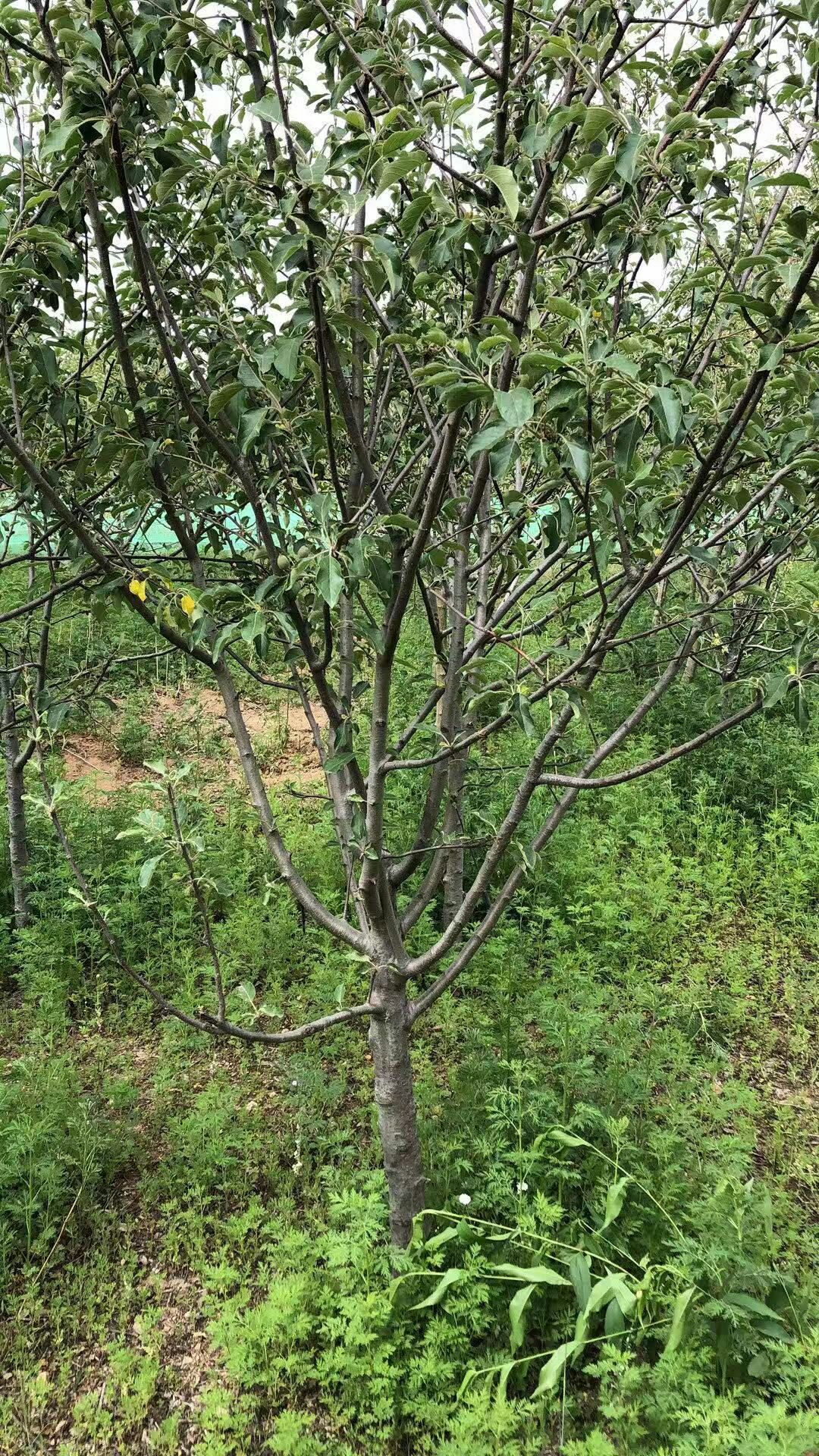 红富士苹果苗  山东苹果苗 品种齐全早中晚熟都有