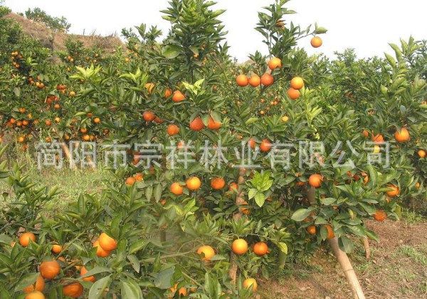  优质塔罗科血橙苗 一年成品树苗 嫁接水果成苗