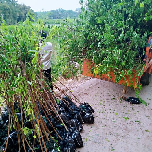 简阳市凤凰李子树苗 五月脆（凤凰）李子苗基地直销包产品成活率高免费